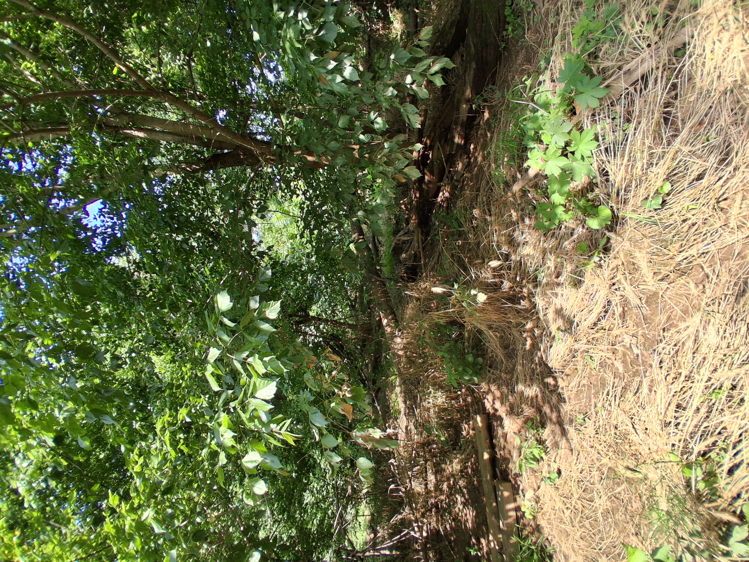 RevealX Tacticam Trail Camera we are using for our survey