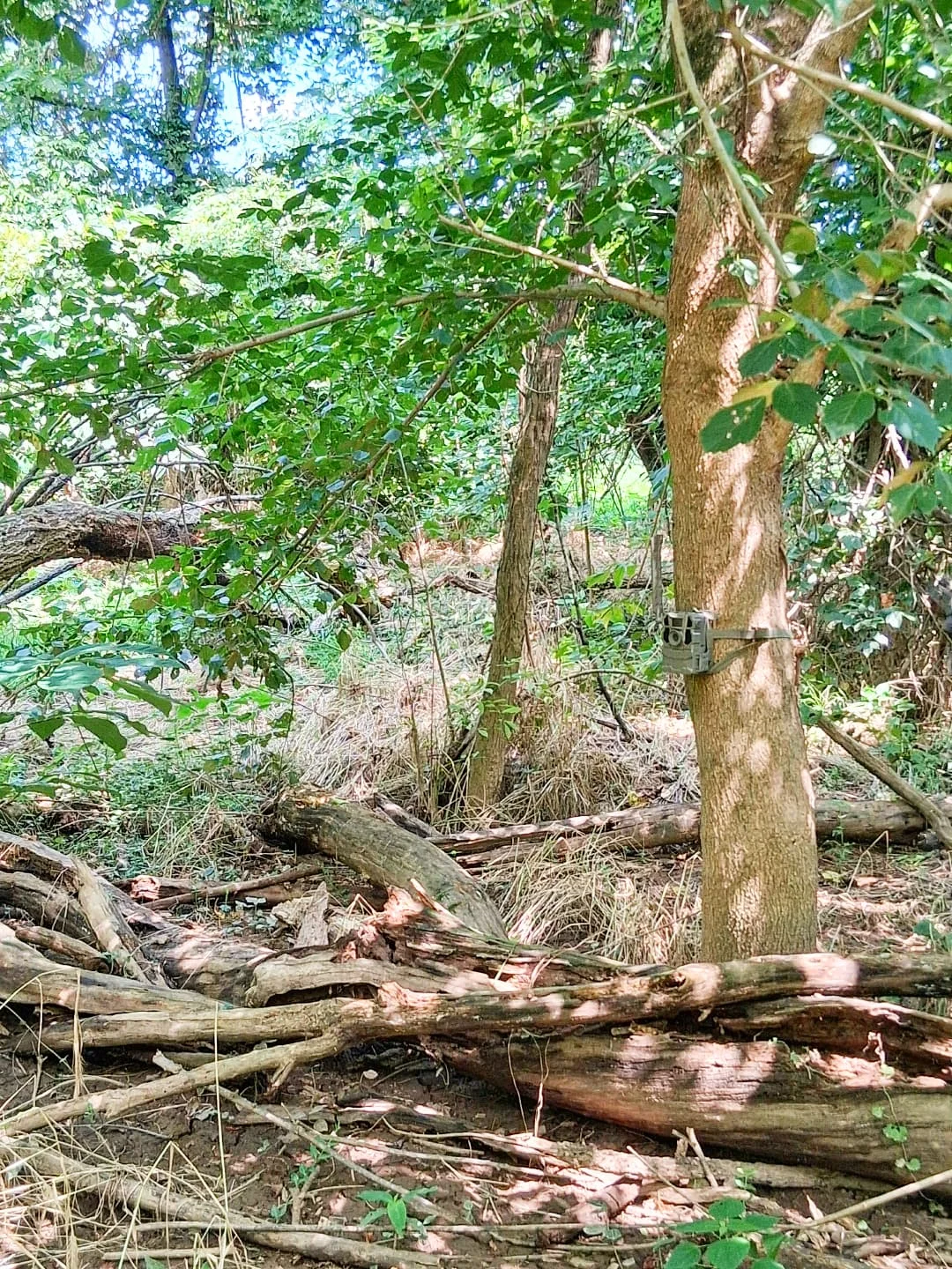 Floodplain swamp located adjacent to Rappahannock River in Downtown Fredericksburg, near the abandoned power plant.