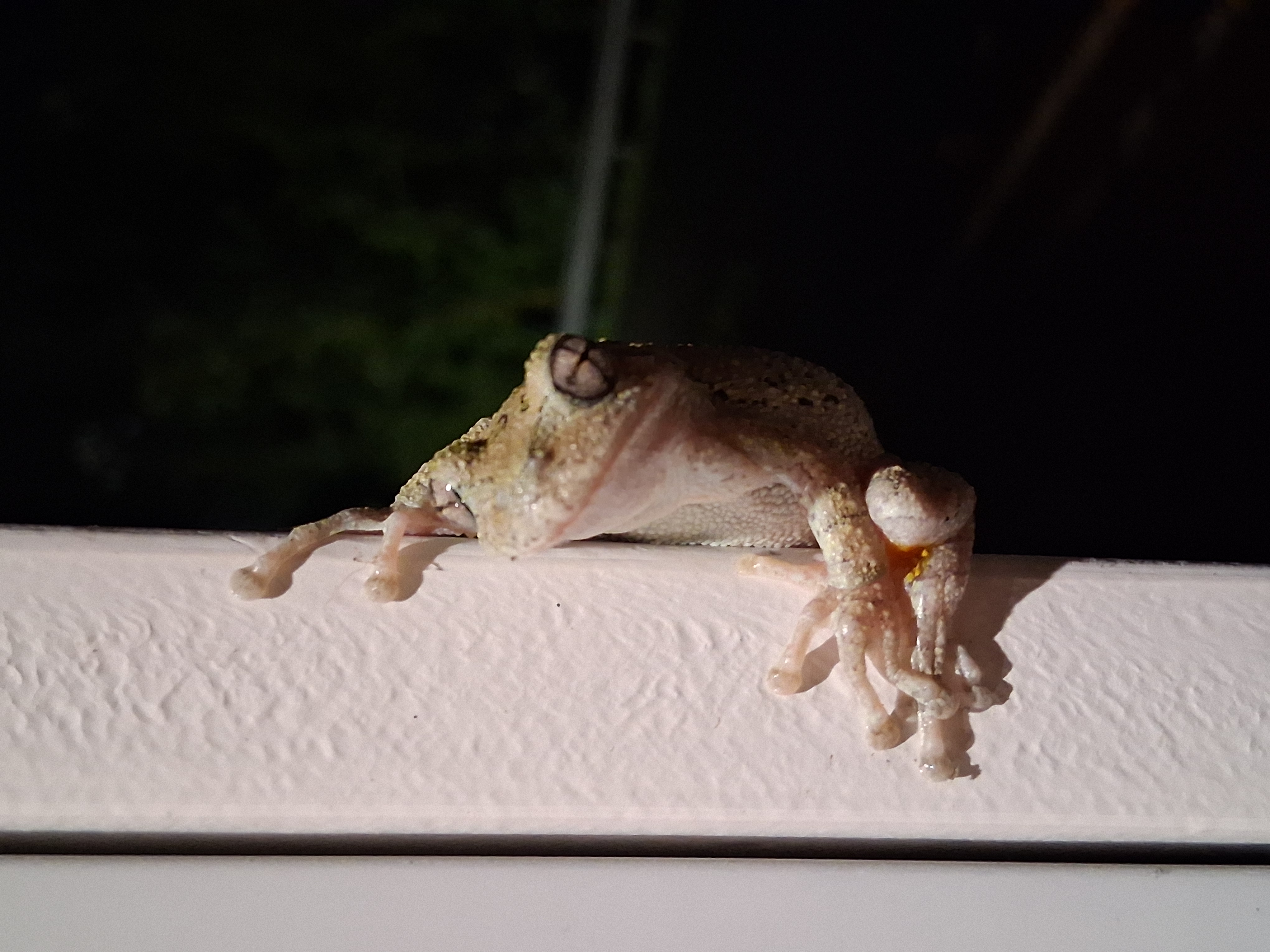 Eastern Grey Tree Frog - Hyla versicolor